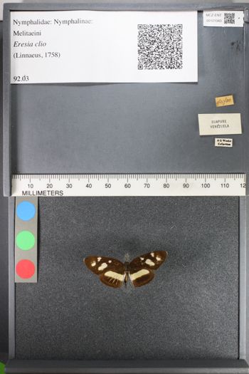 Media type: image;   Entomology 101043